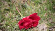 A rose rests in the lawn in front of Santa Fe High School on May 20, 2018 in Santa Fe, Texas. Last Friday, 17-year-old student Dimitrios Pagourtzis entered the school with a shotgun and a pistol and opened fire, killing 10 people. Scott Olson/Getty Images