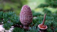 This handout photo taken in the Al-Shouf Ceder Nature Reserve in Lebanon on April 25, 2018 and released on May 21, 2018 by the International Union for Conservation of Nature (IUCN) shows the Lebanese Cedar. AFP / IUCN / James Hardcastle
