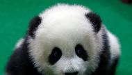 The four-month-old female giant panda cub, born to mother Liang Liang and father Xing Xing, on display to the public for the first time at the National Zoo in Kuala Lumpur, Malaysia May 26, 2018. REUTERS/Lai Seng Sin