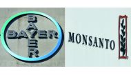 Combo of file photos shows the logo of German pharmaceutical giant Bayer (Left, on September 8, 2016 in Leverkusen) and the logo of Monsanto at it's Belgian manufacturing site and operations centre (on May 24, 2016 in Lillo near Antwerp). AFP / Patrik Sto