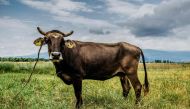 This handout picture taken near the village of Kopilovtsi on June 10, 2018 and released on June 11, 2018, by the Four Paws Foundation shows Penka the cow that risked death by staying over the EU border. (AFP PHOTO / FOUR PAWS FOUNDATION / HRISTO VLADEV)
