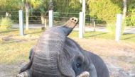 Image taken from Jacksonville Zoo and Gardens Facebook page.