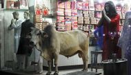In this picture taken June 14, 2018 a bull stands at the entrance of a shop in Varanasi in the Indian state of Uttar Pradesh. / AFP / Anand Singh