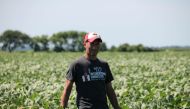 Farmer Terry Davidson walks through his soy fields July 6, 2018, in Harvard, Illinois, the same day China imposed retaliatory tariffs aimed at the US soybean market. AFP / Derek R. Henkle 