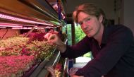British microgreens grower Chris Kilner, poses in his greenhouse under artificial light, in his vegetable farm in Saint-Jean-en-Val on May 22, 2018. AFP / Thierry Zoccolan