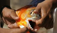 Howser said pacu have been caught in Oklahoma waters, likely because people buy them as pets and toss them into lakes when they become too large for their aquariums. (Reuters file photo)  