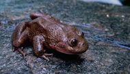 Telmatobius frog from northern Chile. (Photo courtesy:  José Grau de Puerto Montt/Wikimedia Commons/CC BY-SA 3.0 ) 


