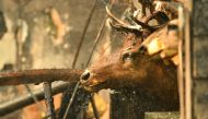 A moose head is seen mounted to a wall as a California Fire firefighters douse a burning home during the Carr fire in Redding, California on July 27, 2018. AFP / Josh Edelson