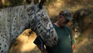 Rich Newell hangs his head as he struggles to get his horse, Ike, into a trailer as he evacuates ahead of the approaching Carr Fire on July 28, 2018 in Lewiston, California.  Justin Sullivan/Getty Images/AFP