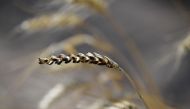 Burned wheat is pictured in a field near Magdeburg, eastern Germany on July 26, 2018.  AFP / Tobias Schwarz 