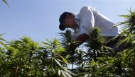A farmer is seen in a green of cannabis plants in a field overlooking a lake in Yammouneh in West of Baalbek, Lebanon August 13, 2018. Picture taken August 13, 2018. REUTERS/Mohamed Azakir