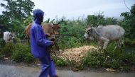 A farmer gathers his herd of cows to a safe place as Super Typhoon Mangkhut approaches the city of Tuguegarao, Cagayan province, north of Manila on September 14, 2018.  AFP / Ted Aljibe 