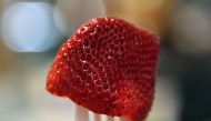 This photo illustration shows a strawberry on a fork at a restaurant in Sydney on September 19, 2018. AFP / Saeed KHAN