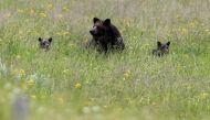 FILE PHOTO: A grizzly bear and her two cubs is seen on a field at Yellowstone National Park in Wyoming, U.S., July 6, 2015. REUTERS/Jim Urquhart/File Photo