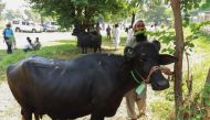 A Pakistani man looks on as he checks a buffalo during an auction at the premises of the Prime Minister house in Islamabad on September 27, 2018.  AFP / Aamir Qureshi
 