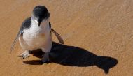 This file picture taken on March 20, 2009 shows a little penguin, also known as fairy penguin, as it is released from captivity into the open ocean near Sydney.  / AFP / Greg Wood 
