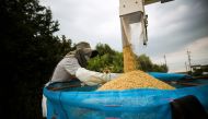 In this photo taken on August 31, 2018, Japanese farmer Toshiko Ogura loads harvested rice by a combine in Kazo city, Saitama prefecture. AFP / Behrouz Mehri 
 