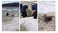 Police officers attempt to rescue a kangaroo struggling in the sea at Safety Beach, Victoria, Australia, October 27, 2018, in this still image taken from a video obtained from social media. Mia Grant/via REUTERS 