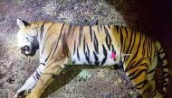The dead body of the tiger known to hunters as T1 after being shot in the forests of India's Maharashtra state near Yavatmal. AFP PHOTO / MAHARASHTRA FOREST DEPARTMENT
