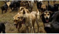 Police say the dogs went after the girl on Monday in a public park in the city of Gostivar. The 17-year-old's body was found downstream several hours later. Reuters file photo/Juan Carlos Ulate 