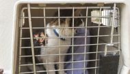 The cat, Luke Skywalker, waits for his family Robert, Brittany and Eva Pieper to pick him up from the shelter in Oroville, south of Paradise, California on November 16, 2018.  / AFP / Javier TOVAR