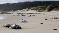 This handout photo from Parks Victoria taken and released on November 28, 2018 shows dead whales on a beach in Croajingolong National Park in Victoria state. AFP PHOTO / PARKS VICTORIA