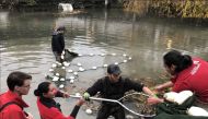 Members of Aquaterra Environmental and the Vancouver Aquarium, Vancouver, Canada, removing Koi fish from a pond which had become a wild otter's hunting ground, November 28, 2018. AFP / Dr Sun Yat-Sen Classical Chinese Garden 