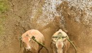 This picture takenon December 1, 2018 shows an Indonesian jockey riding two bulls with a cart during a traditional sport bull race locally called 