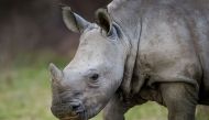 Still from the documentary STROOP: journey into the rhino horn war