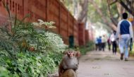 A monkey sits on a pavement outside India's Parliament building in New Delhi, India, November 15, 2018. REUTERS/Anushree Fadnavis
