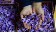 In this photograph taken on November 12, 2018, an Afghan worker poses at a processing centre, where saffron threads are separated from harvested flowers, in Herat province. PHOTOESSAY / AFP / HOSHANG HASHIMI 
