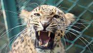 A leopard is seen inside its enclosure at a zoological park in Jammu September 19, 2007. Reuters/Amit Gupta