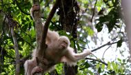 This handout picture taken on December 19, 2016 and released by Borneo Orangutan Survival Foundation shows Alba, the only albino orangutan ever recorded in the world, has now been released in the forest of Bukit Baka Bukit Raya National Park in Katingan R