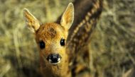 In this file photo taken on May 16, 2017 a fawn is pictured at the 