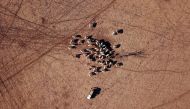 FILE PHOTO: Farmer May McKeown feeds the remaining cattle on her drought-affected property located on the outskirts of the north-western New South Wales town of Walgett in Australia, July 20, 2018. REUTERS/David Gray/File Photo