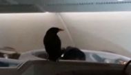 A video circulating on social media showed the bird perched on top of a headrest, about two hours before the flight was due to arrive in the British capital.