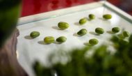 Miniature watermelons are on display at the 26th International Trade Fair for Food and Beverage in Antalya, Turkey on January 16, 2109.  (Mustafa Çiftçi/Anadolu Agency)