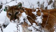 File photo of a mountain lion makes its way through fresh snow in the foothills outside of Golden, Colorado April 3, 2014. REUTERS/Rick Wilking/File Photo