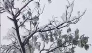 The land is covered with snow in Polipoli Spring State Recreation Area on Maui, Hawaii, U.S., February 10, 2019 in this still image taken from a social media video obtained February 11, 2019. Evan Mazingo via Reuters 
