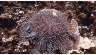 A file photo of an outbreak of crown of-thorns starfish has been found eating coral in parts of Australia's Great Barrier Reef. (David Loh/Reuters)