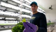 Irving Fain, CEO and co-founder of Bowery Farming, talks about his hydroponic grown greens on January 28, 2019 in Kearny, New Jersey. AFP / Don Emmert 