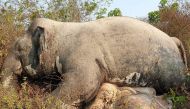 This recent undated handout photo released on February 25, 2019 by the Cambodian Ministry of Environment shows the body of a dead elephant in northeastern Mondulkiri province. AFP PHOTO / Cambodian Ministry of Environment