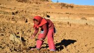 Bhadri Sarki works in her field, in Dhaulapani village, Jumla district, Nepal, February 4, 2019. Practical Action/Archana Gurung 