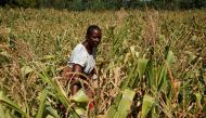 Villager Shupikai Makwavarara inspects her failing maize crop in rural Bindura near Harare, Zimbabwe March 1, 2019. Reuters/Philimon Bulawayo