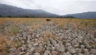 A cow stands on land that used to be filled with water, at the Aculeo Lagoon in Paine, Chile January 9, 2019. Picture taken January 9, 2019. Reuters/Rodrigo Garrido