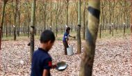Workers collect rubber sap at a farm in Tbong Khmum province, Cambodia, February 10, 2019. Reuters/Samrang Pring