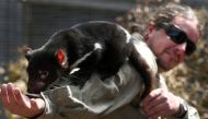 Devils at Cradle senior keeper Chris Coupland handling a Tasmanian devil at the refuge that maintains a disease-free insurance population of devils in Cradle Mountain in Australia's island state of Tasmania,  on February 23, 2019. AFP / William West 