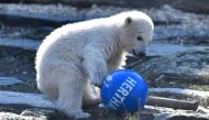 Polar bear cub Hertha plays with a ball after she was given her name on April 2, 2019 at the Tierpark zoo in Berlin. AFP / John MACDOUGALL
 