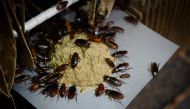 This picture taken on March 25, 2019 shows cockroaches eating feed at a roach farm in Yibin, China's southwestern Sichuan province. AFP / Wang Zhao