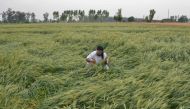 An Indian farmer checks his damaged wheat crop flattened by strong winds and rain on the outskirts of Amritsar on April 16, 2019. / AFP / NARINDER NANU 